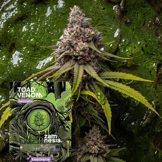 Toad Venom Autoflower (Zamnesia Seeds) Feminized