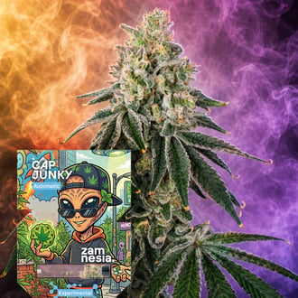 Cap Junky Automatic (Zamnesia Seeds) Feminized