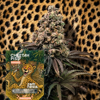 Cheetah Piss Autoflower (Zamnesia Seeds) Feminized