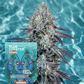 Blue Lobster Automatic (Zamnesia Seeds) Feminized