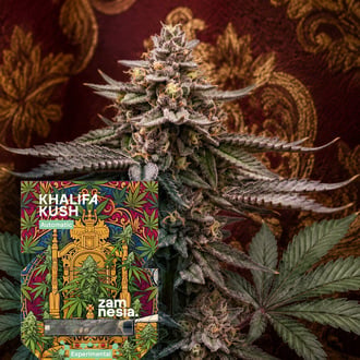 Khalifa Kush Autoflower (Zamnesia Seeds) Feminized