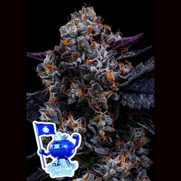 Free Blueberry Nation (Anesia Seeds) Feminized
