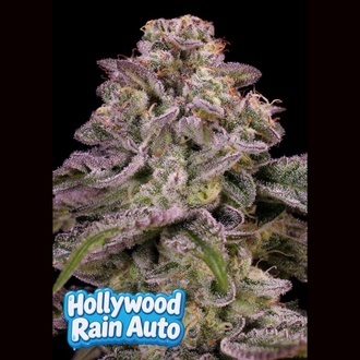 Hollywood Rain Auto (Anesia Seeds) Feminized