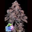 Mangosteen Glitch Auto (Anesia Seeds) Feminized
