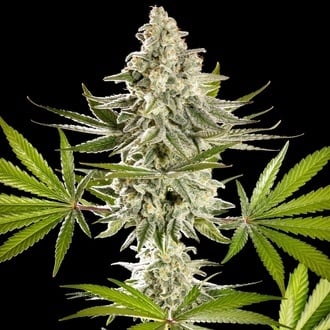 Melonade-K (Kannabia) Feminized