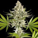 Melonade-K (Kannabia) Feminized