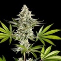 Melonade-K (Kannabia) Feminized