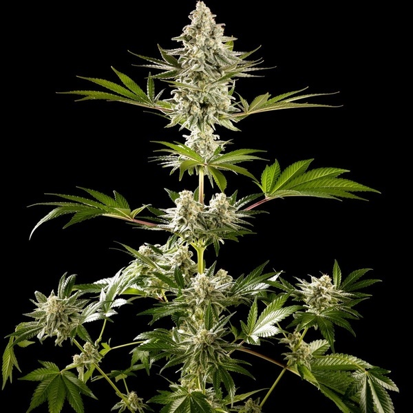 Melonade-K (Kannabia) Feminized