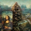 Lisa's Secret (Zamnesia Seeds) Feminized