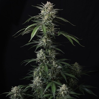 Banana Guava Auto (Fast Buds) Feminized