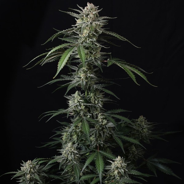 Banana Guava Auto (Fast Buds) Feminized