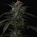 Banana Guava Auto (Fast Buds) Feminized