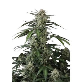 Banana Guava Auto (Fast Buds) Feminized