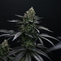 Biscotti Gelato (Fast Buds) Feminized