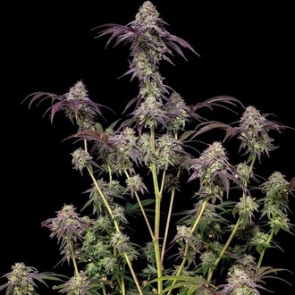 Biscotti Gelato (Fast Buds) Feminized
