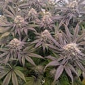 Biscotti Gelato (Fast Buds) Feminized