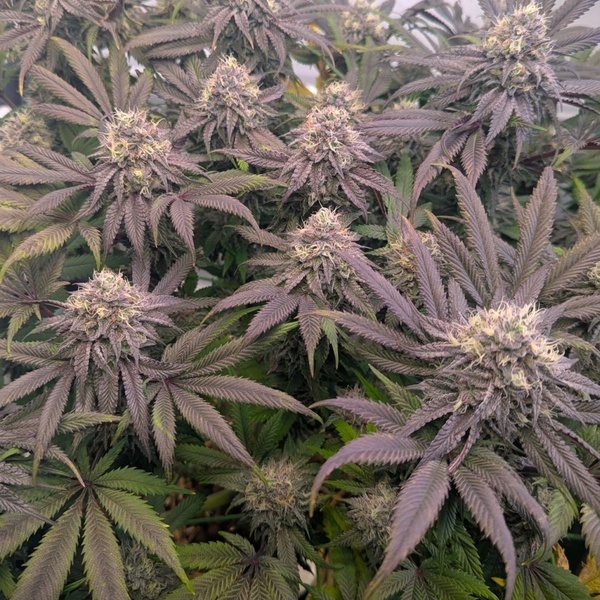 Biscotti Gelato (Fast Buds) Feminized