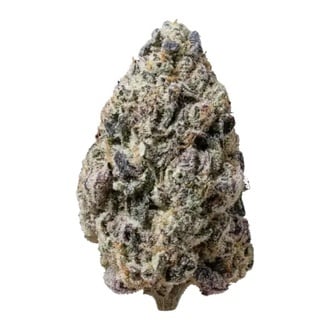 Biscotti Gelato (Fast Buds) Feminized