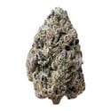 Biscotti Gelato (Fast Buds) Feminized