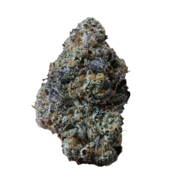 Gary Sherbet (Fast Buds) Feminized