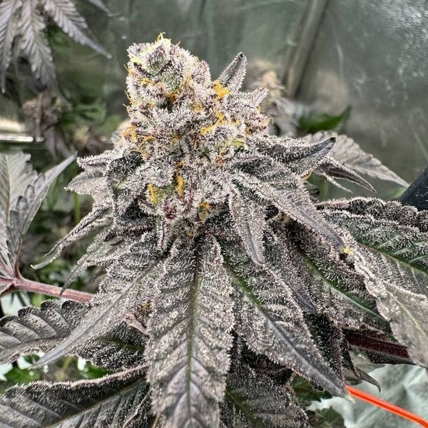 Gary Sherbet (Fast Buds) Feminized
