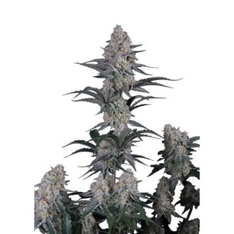 Guava Sundae Auto (Fast Buds) Feminized
