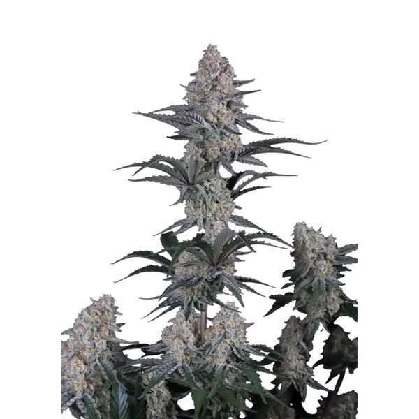 Guava Sundae Auto (Fast Buds) Feminized