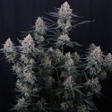 Guava Sundae Auto (Fast Buds) Feminized