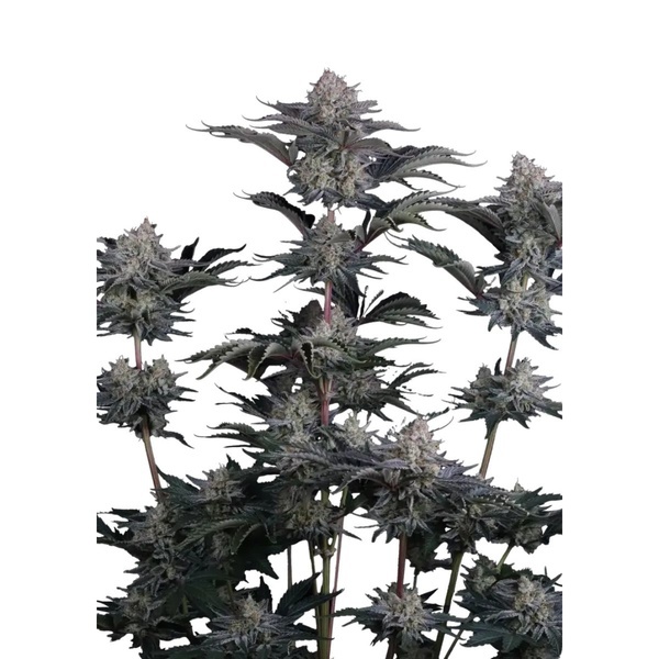 Mendo Frost Auto (Fast Buds) Feminized