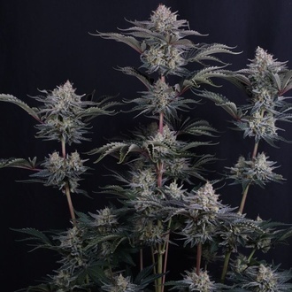 Mendo Frost Auto (Fast Buds) Feminized