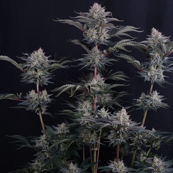 Mendo Frost Auto (Fast Buds) Feminized