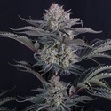 Mendo Frost Auto (Fast Buds) Feminized