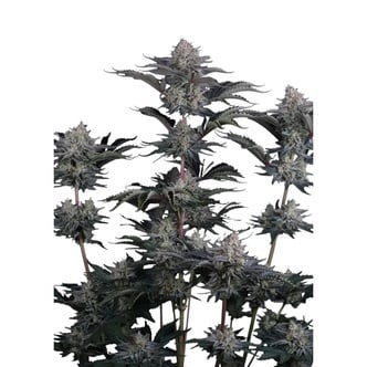 Mendo Guava Auto (FastBuds) feminized