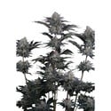 Mendo Guava Auto (Fast Buds) Feminized