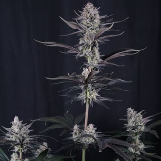 Mendo Guava Auto (Fast Buds) Feminized