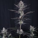 Mendo Guava Auto (Fast Buds) Feminized