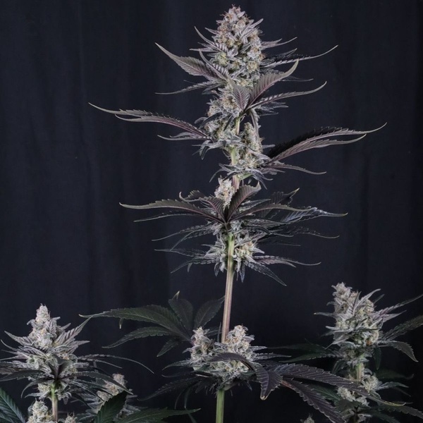 Mendo Guava Auto (Fast Buds) Feminized