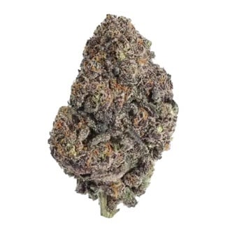 Papayton (FastBuds) feminized