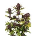 Purple Lemonade Auto RF3 (Fast Buds) Feminized