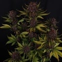 Purple Lemonade Auto RF3 (Fast Buds) Feminized