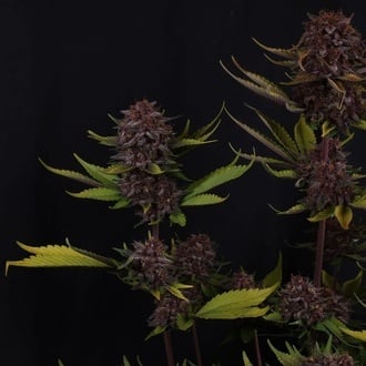 Purple Lemonade Auto RF3 (Fast Buds) Feminized