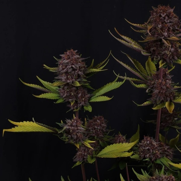 Purple Lemonade Auto RF3 (Fast Buds) Feminized