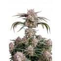 Strawberry Gorilla Auto RF3 (Fast Buds) Feminized