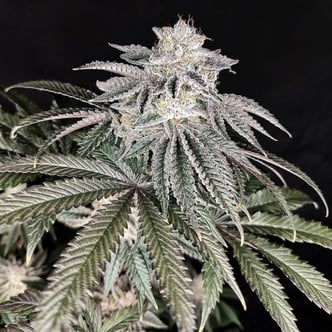 Cherry Melt (Pure Instinto) Feminized
