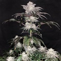 Cherry Melt (Pure Instinto) Feminized