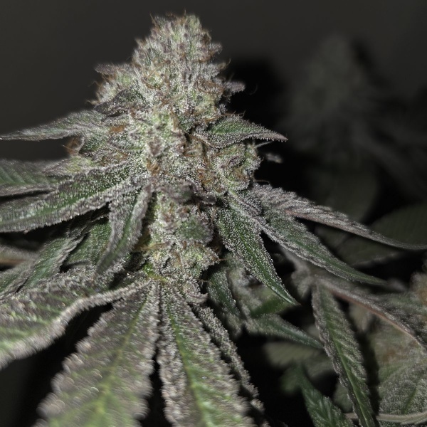 Kushido (Pure Instinto) Feminized