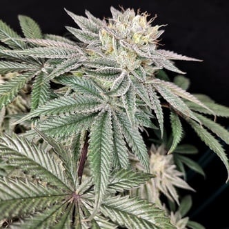 Golden Truffle (Pure Instinto) Feminized