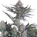 Lemon Tree Auto (Fast Buds) Feminized