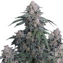GMO Auto (Fast Buds) Feminized