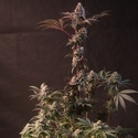 Lemon Cherry Runtz (Fast Buds) feminized